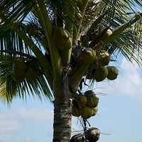 Photo de Bali - Banjar et Gitgit